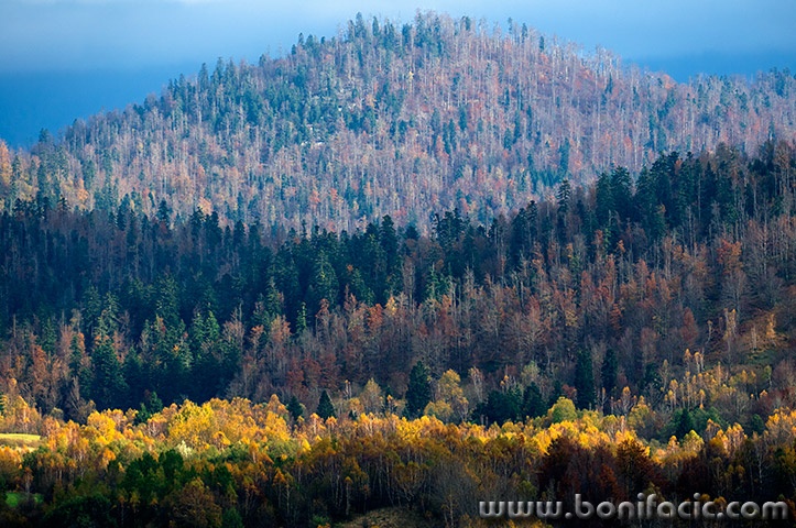 mezlavodicajesen50mal