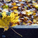 delnicejesenlisce4mal