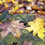 delnicejesenlisce11mal