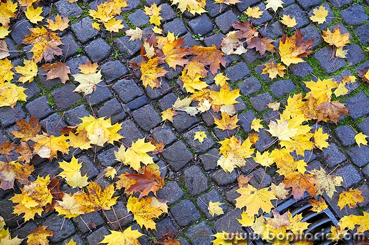 delnicejesenlisce12mal