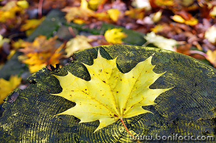 delnicejesenlisce27mal