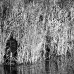 sabljacisaspecanje2mal