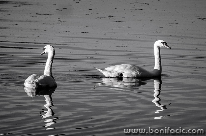 labudisabljaci1bwmal