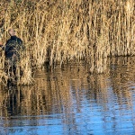 sabljacisaspecanje1mal