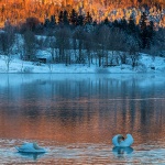 labudmrzlavodica2mal