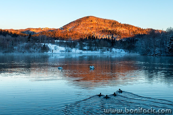 labudmrzlavodica5mal