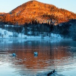 labudmrzlavodica4mal