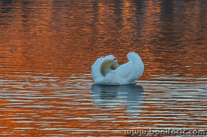 labudmrzlavodica1mal