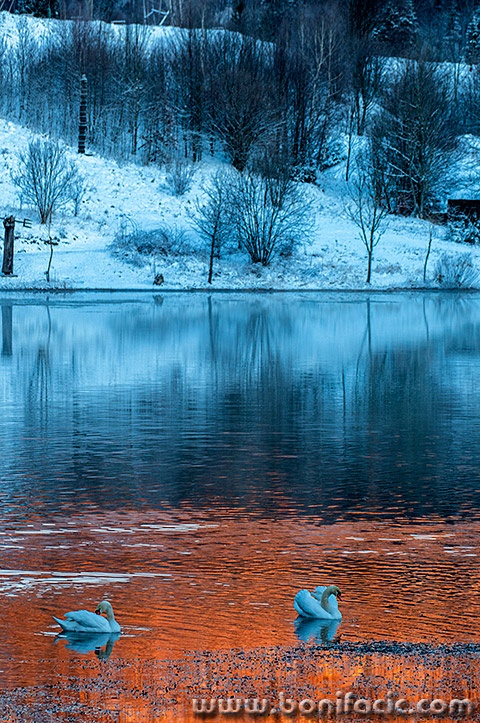 labudmrzlavodica11mal