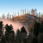 gorskikotarzima27mal