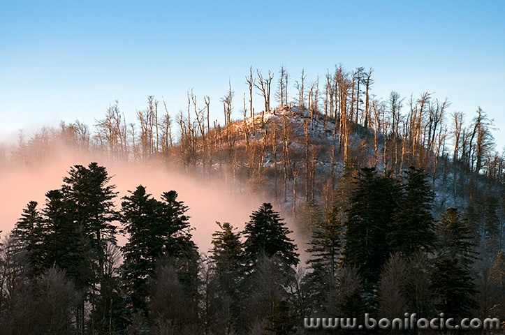 gorskikotarzima27mal