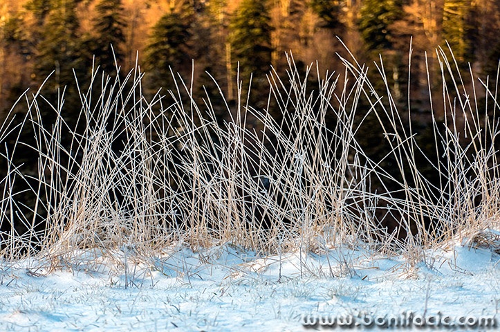 gorskikotarzima34mal