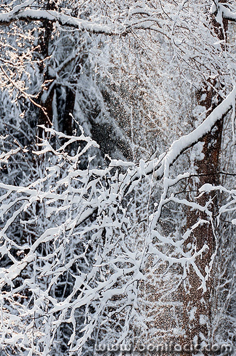 gorskikotarzima102mal