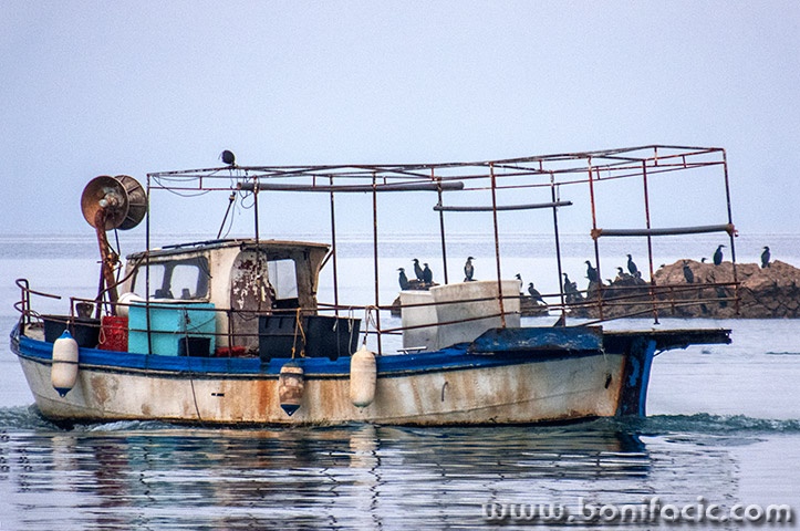 galjobrodgnjurci1mal