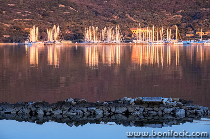 marinajarbolizalazprniba1mal