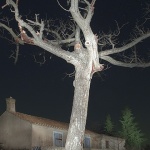 travel___Dead Tree___Kras, Croatia.