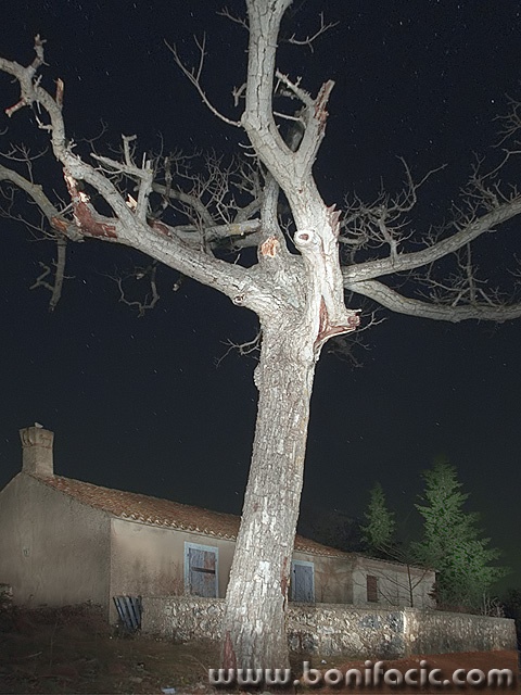 travel___Dead Tree___Kras, Croatia.