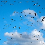 galebidunatnebojato1mal