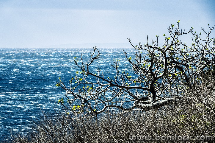 smokvamoreburastarabaska1mal