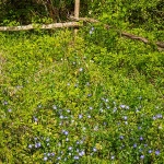 primisljemreznica24mal