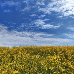 palmanovazutopolje1mal