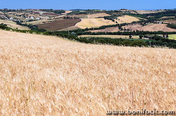 toscana185mal