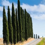 toscana200mal