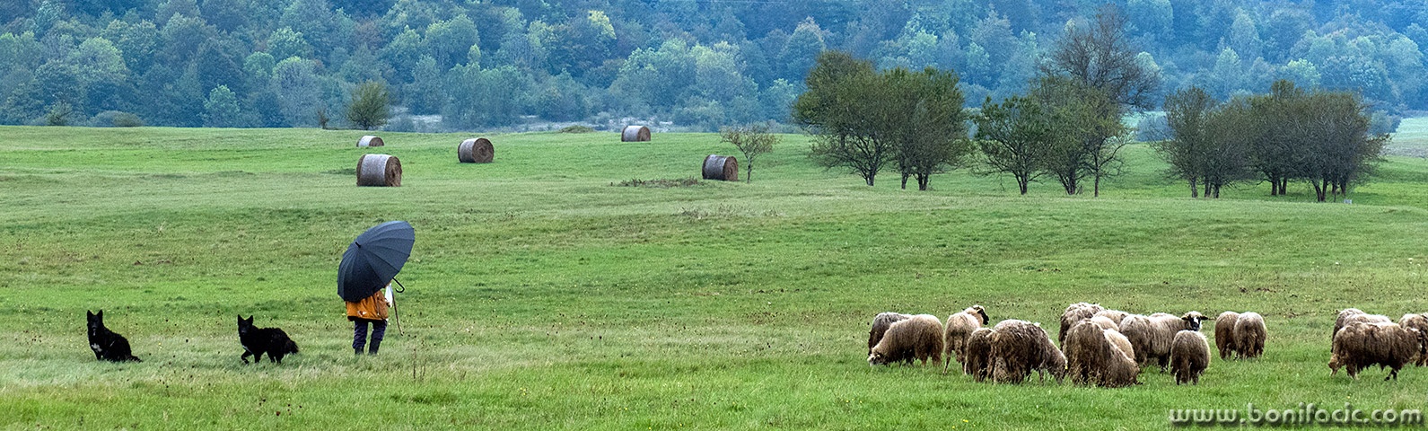 babaovcelika14panomal