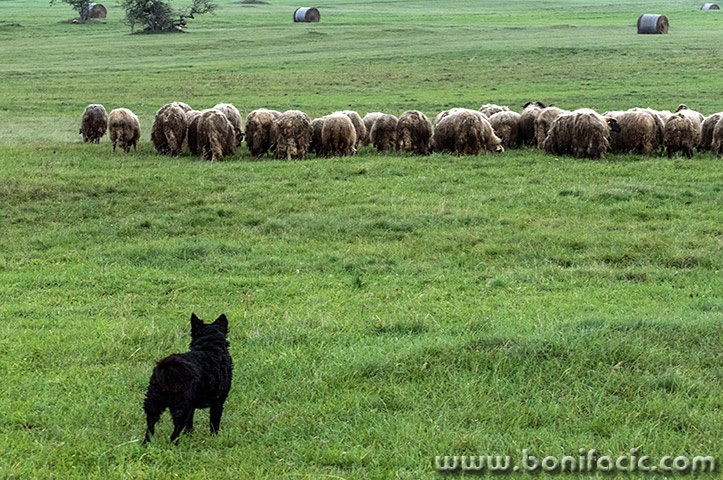 rastokefallspasovcelika2mal