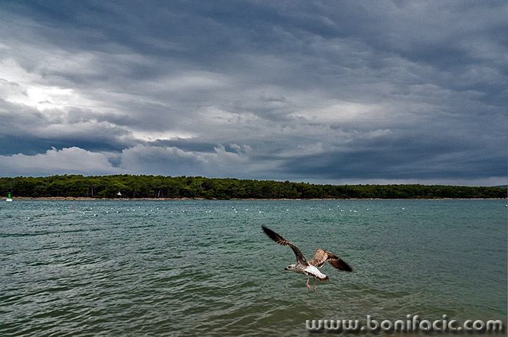 valibukagalebjugo1mal