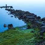 ornibamulmahovina1mal