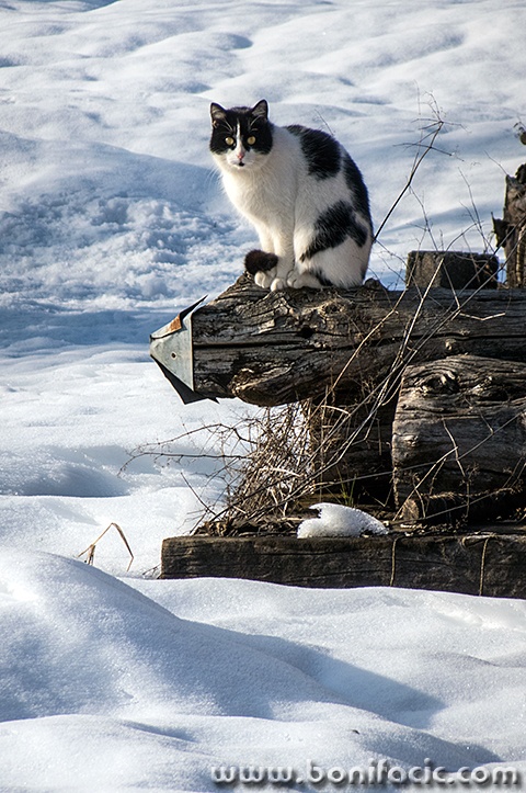 mackasnigjosipdol1mal